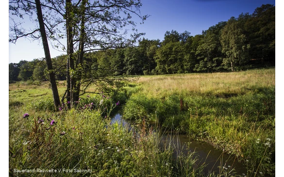 Die Möhne schlängelt sich durch die Wiesen