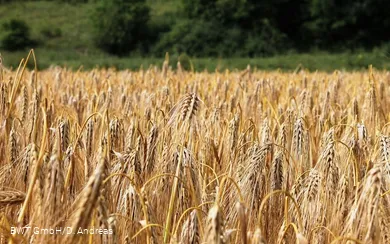 Feld