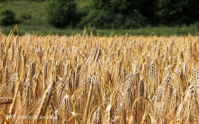 Feld