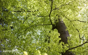 Wald