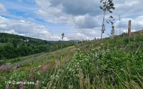 Waldversuchsfläche an der Route der Nachhaltigkeit (c) Naturparkt Diemelsee.jpg