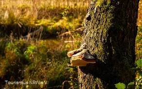 Pilz am Baumstamm