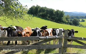 Kühe a_web.jpg Kühe a_web.jpg