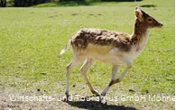 Wildpark Völlinghausen