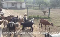 Wildpark Völlinghausen