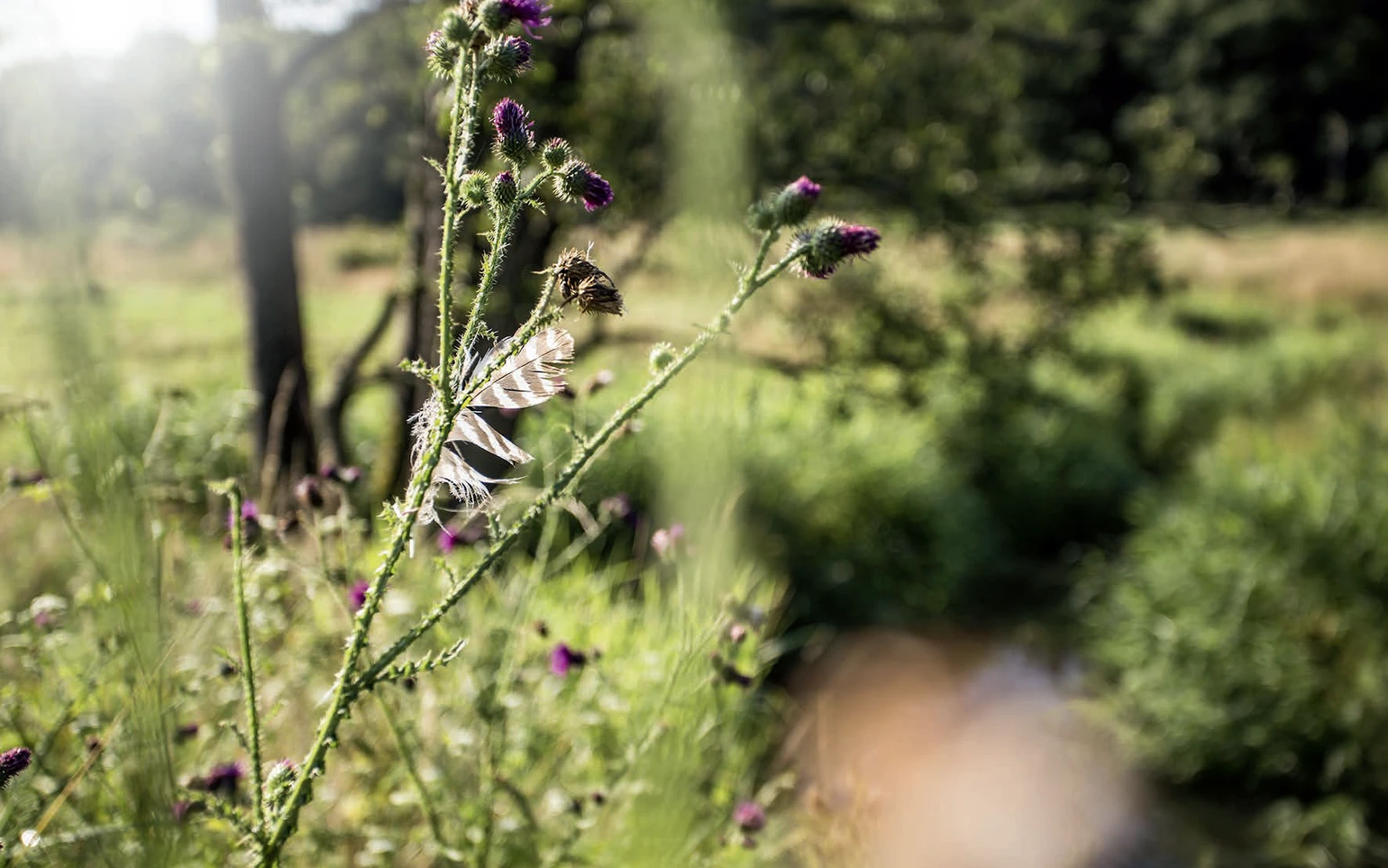 Tiefe durch Unschärfe.png