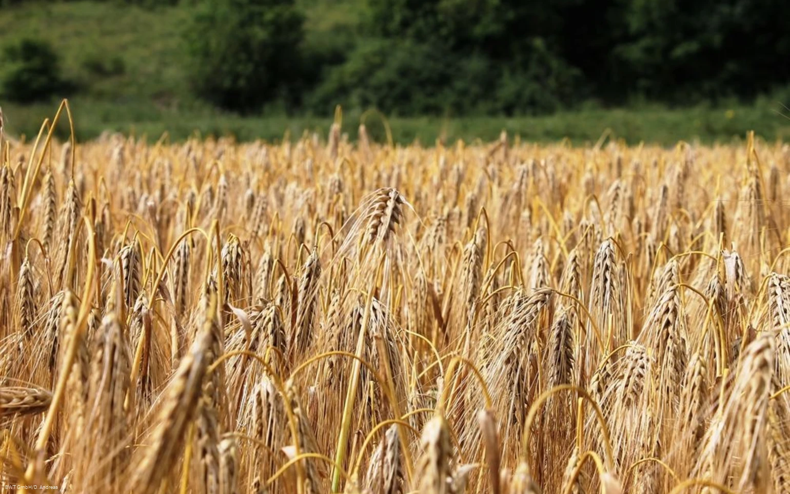 Feld