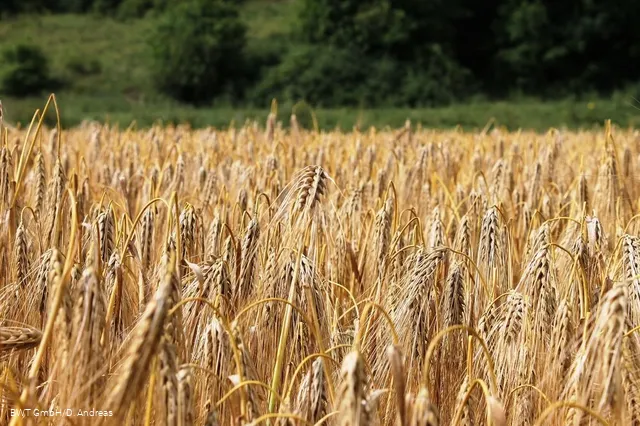 Feld