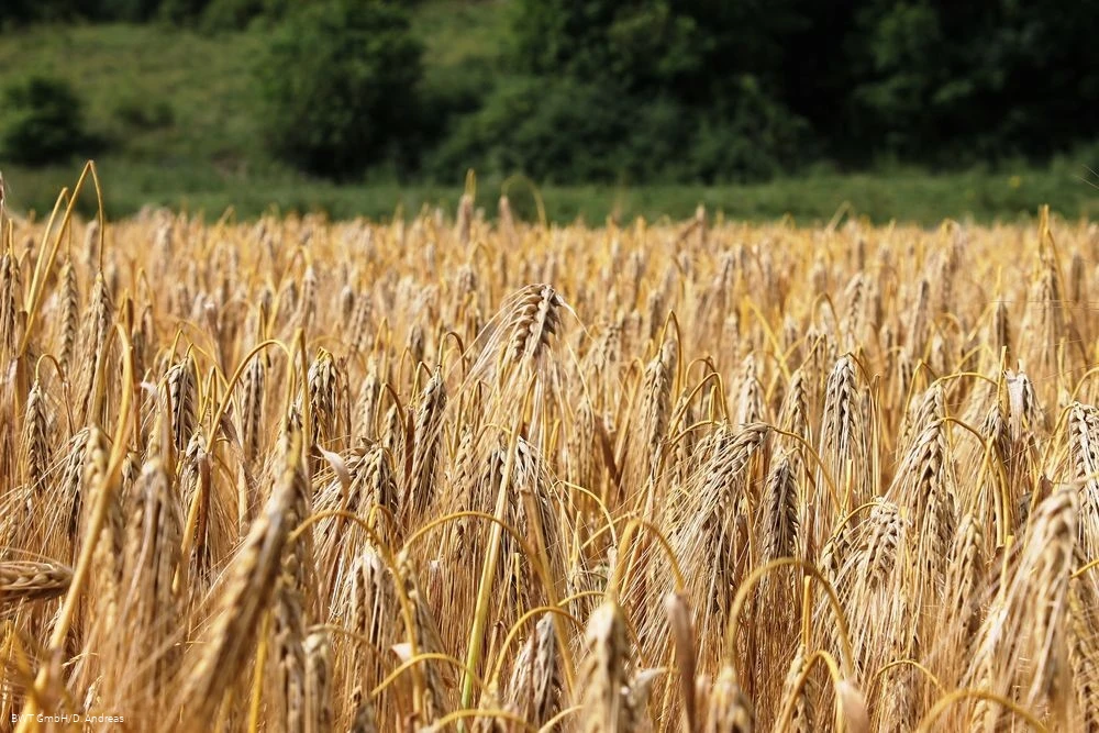 Feld