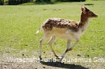 Wildpark Völlinghausen