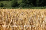 Feld