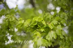 sabrinity_BWT2015_0291.jpg
