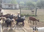Wildpark Völlinghausen