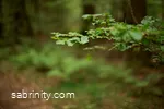 sabrinity_BWT2015_0281.jpg